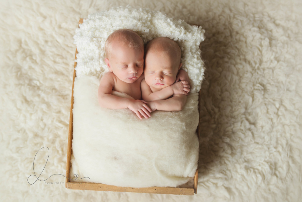 issaquah baby photographer | newborn twin boys