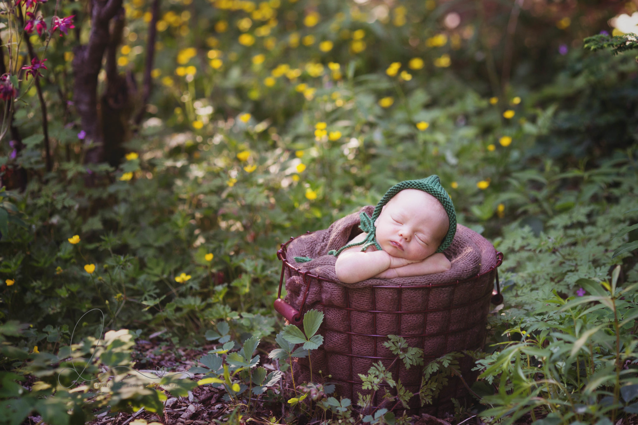 Outdoor Newborn Maple Valley Eastside Newborn Baby Photographer Dawn Potter Photography