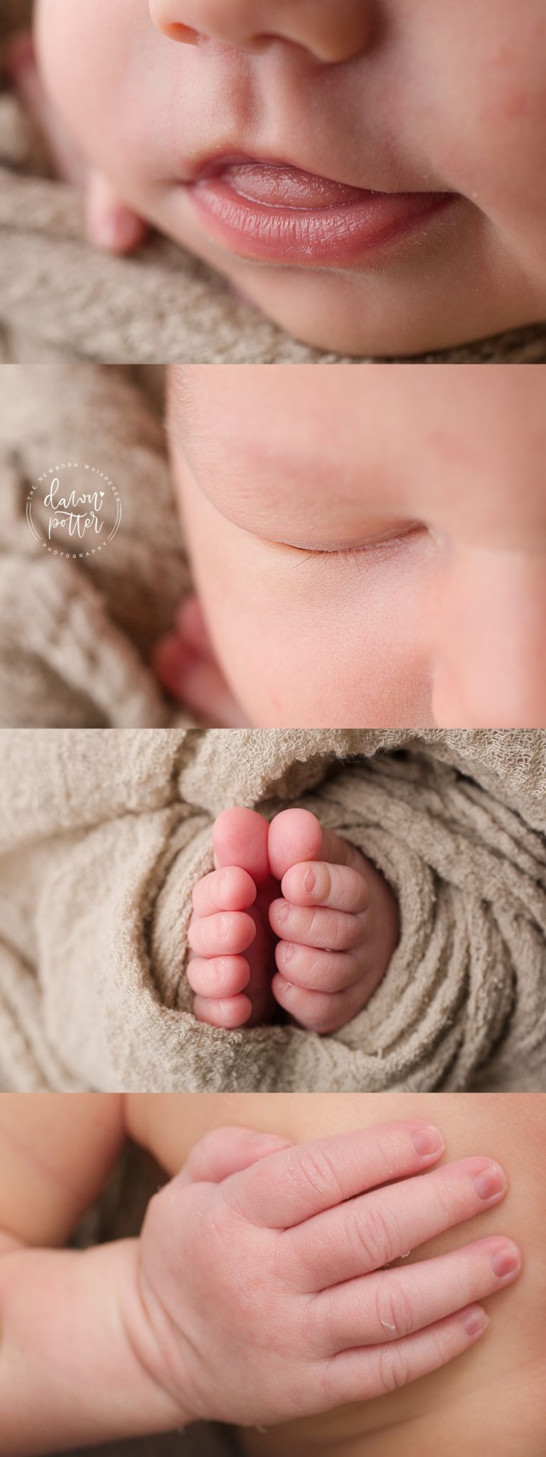Seattle Newborn Portraits